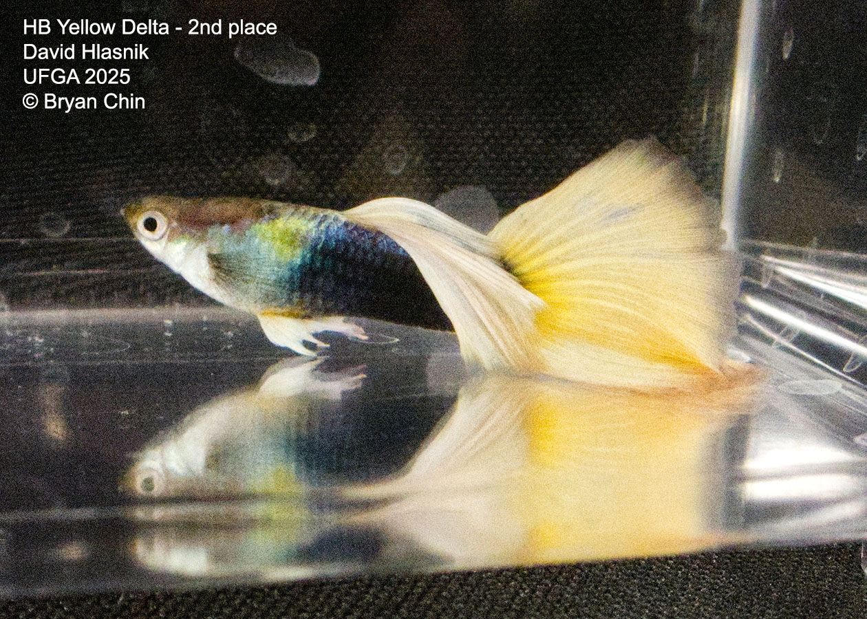 Guppy HB Yellow